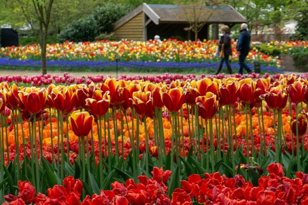 Hollanda Rüyası: 4 Gün 3 Gece